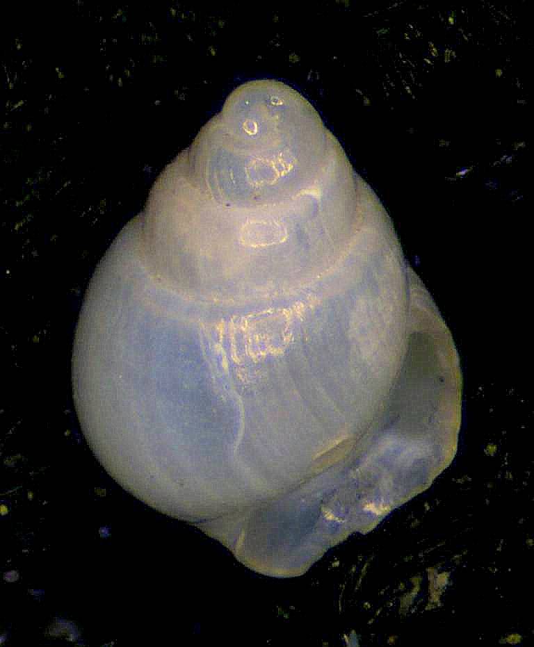 Odostomia